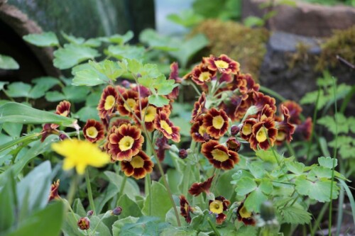 Eine Schlüsselblume, die farblich an den Herbst erinnern kann.
http://www.alpine-peters.de/katalog/pdf/Katalog-Primula08.pdf

Aufnameort: Eiershausen Garten
Kamera: Canon EOS 700D