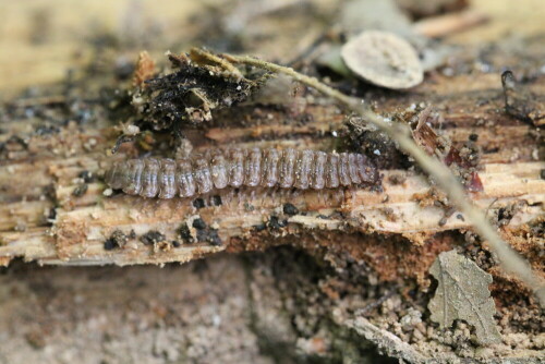 polydesmus-spec-bei-seiner-arbeit-im-waldboden-13944.jpeg