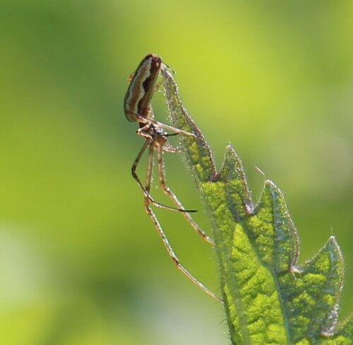 tetragnatha-montana-auf-brennesselblatt-13925.jpeg