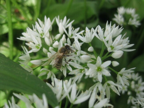 In unserer Bärlauchwolke im Garten hat mich das Brummen der Bienen nach unten gezogen und wer würde nicht gern diesen interessanten Honig probieren wollen!

Aufnameort: Schwimmbadstr. 11, 83043 Bad Aibling
Kamera: Canon Digital IXUS 80 15