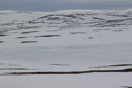 

Aufnameort: n kongsfjord
