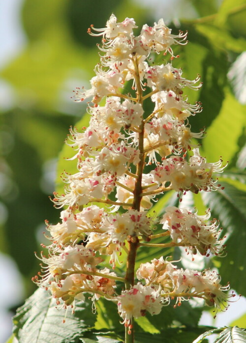 Blüte der Roßkastanie

Aufnameort: Umgebung von Himmelsberg, 14.05.2015
Kamera: Canon EOS 600D 1/800; 5,6; 179,0mm; ISO 100