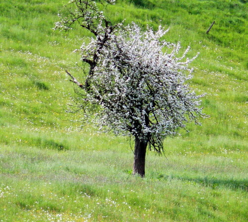 baum-und-wiese-bluhen-um-die-wette-baum-gewinnt-13985.jpeg