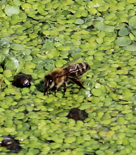 Ein kleiner Tümpel, vielleicht 2qm groß und vollständig mit Wasserlinsen bedeckt, dient Insekten als Tränke.

Aufnameort: Umgebung von Himmelsberg, 14.05.2015
Kamera: Canon EOS 600D 1/500; 5,6; 250,0mm; ISO 100