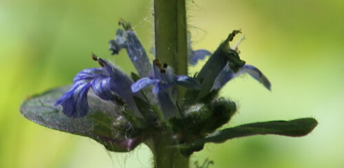 blutenquirl-des-kriechenden-gunsels-ajuga-reptans-13984.jpeg