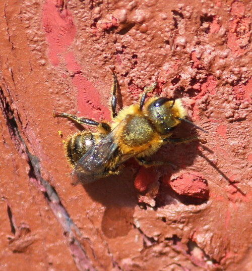 In der Nähe eines Insektenhotels, wo sie offenbar Nistgelegenheiten findet.

Aufnameort: Umgebung von Himmelsberg, 14.05.2015
Kamera: Canon EOS 600D 1/320; 6,3; 240,0mm; ISO 200