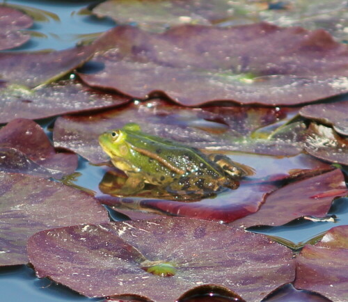 teichfrosch-rana-esculenta-auf-seinem-grundstuck-14023.jpeg