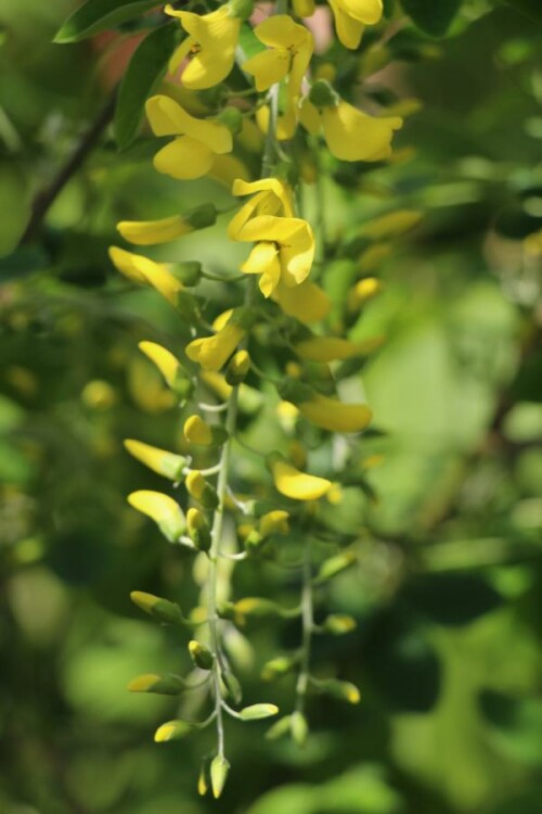 Ein Zierstrauch, der zu den Fabaceae(Hülsenfrüchtlern) gehört.
Er wurde zur Giftpflanze des Jahres 2012 gewählt.
http://de.wikipedia.org/wiki/Goldregen_(Pflanze)

Aufnameort: Eiershausen Garten
Kamera: Canon EOS 700D