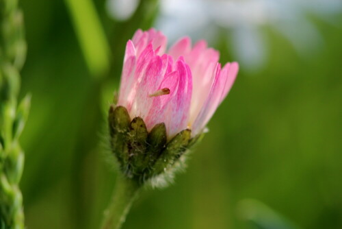 Die Rosafärbung verliert sich, wenn die Blüte voll entfaltet ist.

Aufnameort: Marburg, An der Zahlbach, 22.05.2015
Kamera: Canon EOS 600D 1/125; 5,6; 100,0mm; ISO 200