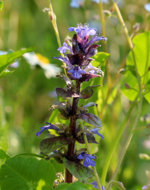 kriechender-gunsel-ajuga-reptans-14040.jpeg