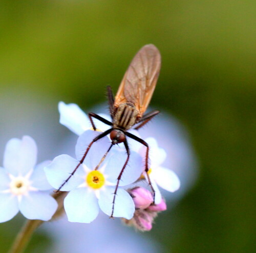 Charakteristisch ist der lange Rüssel, mit dem sie nicht nur Nektar schlürfen, sondern auch andere Insekten oder deren Larven aussaugen.

Aufnameort: Marburg, An der Zahlbach, 22.05.2015
Kamera: Canon EOS 600D 1/160; 5,6; 100,0mm; ISO 640