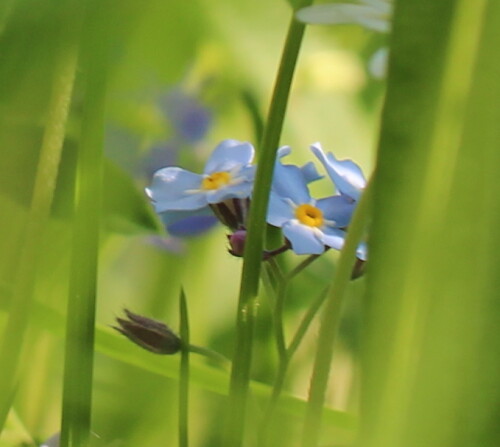 

Aufnameort: Marburg, An der Zahlbach, 22.05.2015
Kamera: Canon EOS 600D 1/200; 5,6; 100,0mm; ISO 100