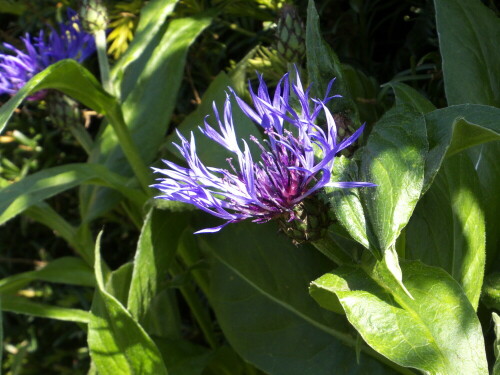 Berg-Flockenblume (Centaurea montana). Wächst in Norddeutschland äusserst selten! Kommt normalerweise in den Gebirgen Mitteleuropas auf einer Höhe zwischen 500 und 2000 Metern vor.

Aufnameort: Privatgarten südlich von Oldenburg
Kamera: CANON SX510 HS