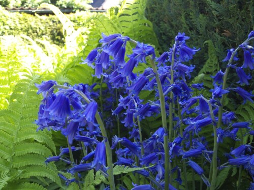 Hasenglöckchen (Scilla). Gehört zu den Liliengewächsen. Selten in Europa! Geschützte Art

Aufnameort: Privatgarten südlich von Oldenburg
Kamera: CANON SX510 HS