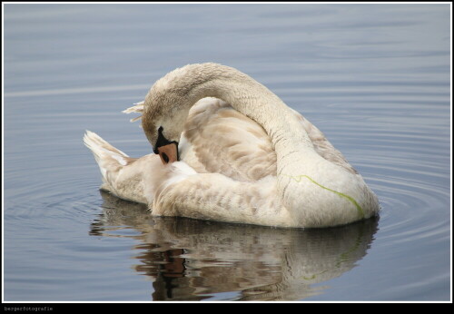 Schwan

Aufnameort: Schweden
Kamera: Canon 7D Mark II