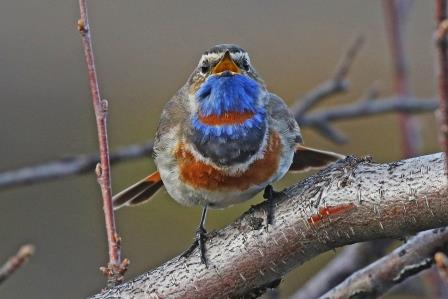 blaukehlchen-rotsternig-14119.jpeg