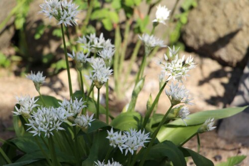 bluhender-barlauch-allium-ursinum-l-13999.jpeg