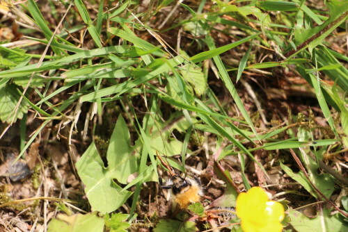 Während einer Rast mit ausgestreckten Mundwerkzeugen sich putzend
http://de.wikipedia.org/wiki/Ackerhummel

Aufnameort: Eiershausen Garten
Kamera: Canon EOS 700D