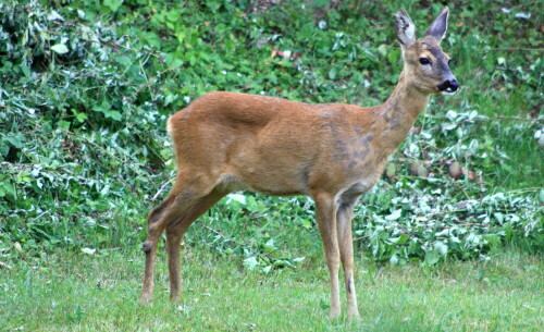 besuch-im-garten-14094.jpeg