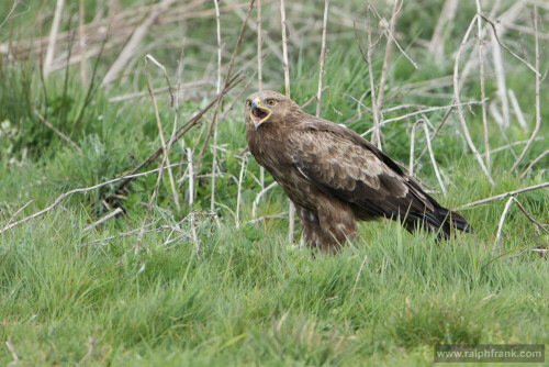 Der kleinste Adler Deutschlands ist stark gefährdet und sehr scheu.

Aufnameort: MVP
Kamera: Nikon