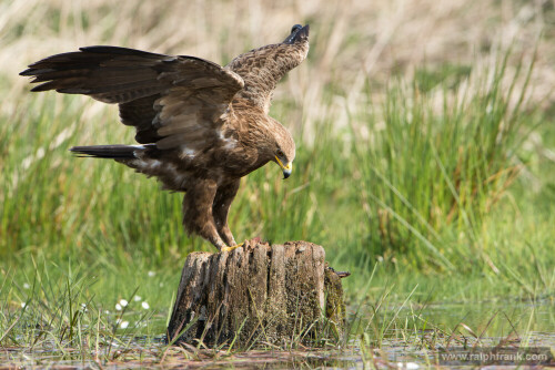 Der kleinste Adler Deutschlands ist stark gefährdet und sehr scheu.

Aufnameort: MVP
Kamera: Nikon