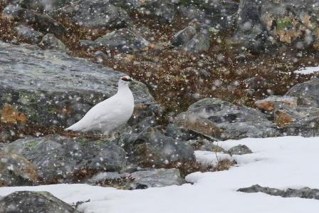 

Aufnameort: n mehamn
