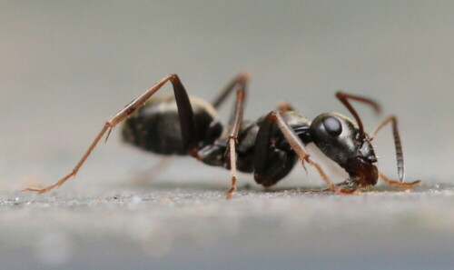 ameise-lasius-niger-leckt-etwas-auf-14101.jpeg