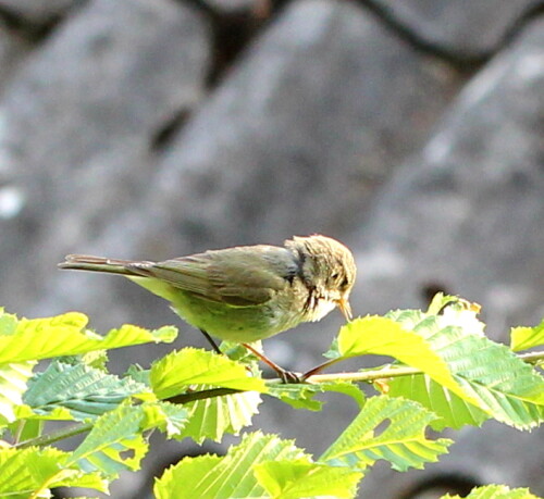 Die Jungen sind flügge, für die Altvögel die aufregendsten Tage nach der Balz. Ständig fliegen sie warnend durchs Geäst.

Aufnameort: Marburg, An der Zahlbach, 03.06.2015
Kamera: Canon EOS 600D 1/125; 5,6; 100,0mm; ISO 500