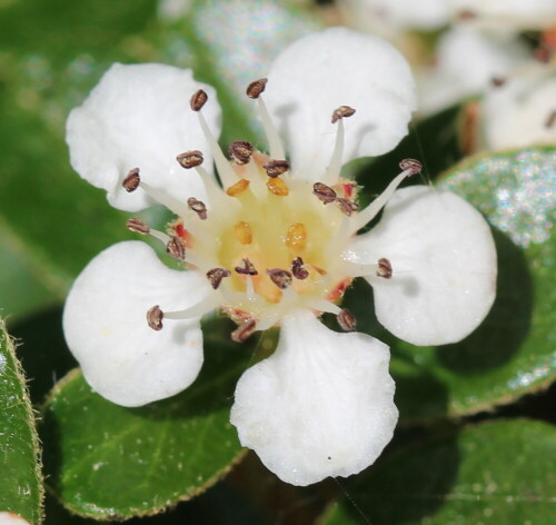 cotoneaster-bluht-14111.jpeg