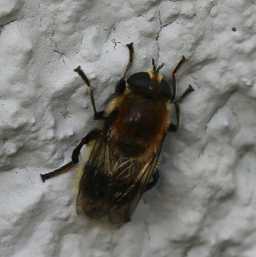 hummel-waldschwebfliege-volucella-bombylans-14135.jpeg