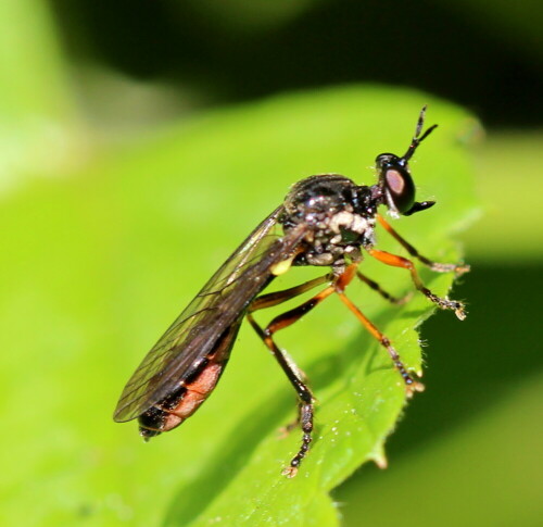 

Aufnameort: Marburg, An der Zahlbach, 03.06.2015
Kamera: Canon EOS 600D 1/160; 5,6; 100,0mm; ISO 125