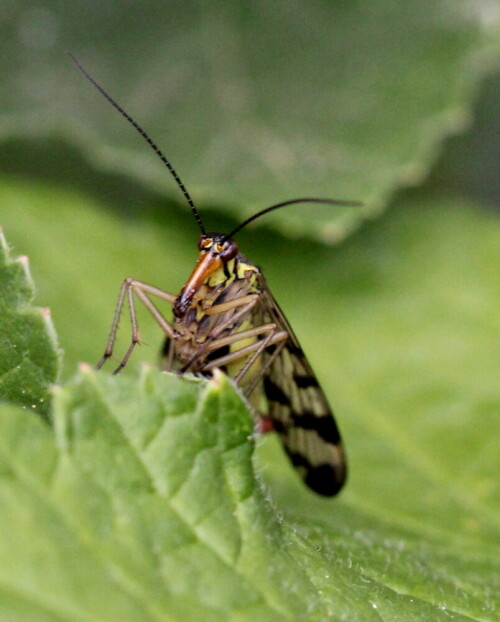 Sie tauchte plötzlich hinter dem Himbeerblatt auf und schien mich zu fixieren.

Aufnameort: Marburg, An der Zahlbach, 03.06.2015
Kamera: Canon EOS 600D 1/160; 5,6; 100,0mm; ISO 1250