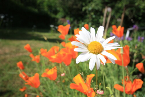 Aufnahme im Garten

Aufnameort: Lindenfels Odw.
Kamera: Canon 450D