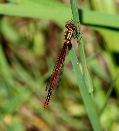 

Aufnameort: Tümpel im Burgwald, Kr. Marburg
Kamera: Canon EOS 600D 1/250; 5,6; 179,0mm; ISO 100