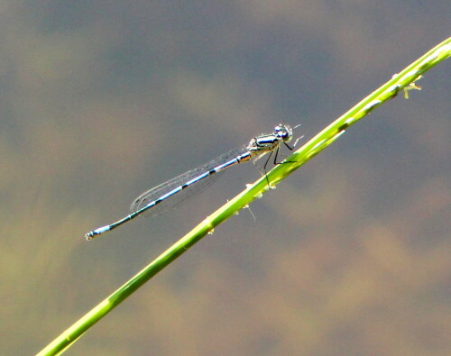 Sie gehören mit der fühen Adonislibelle zu den Libellen, die schon im Frühjahr die Teiche bevölkern.

Aufnameort: Teich bei Bracht, Burgwald
Kamera: Canon EOS 600D 1/500; 8,0; 300,0mm; ISO 800