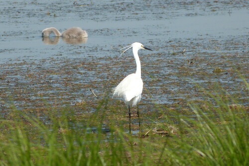 Seidenreiher in der Camargue

Aufnameort: Camargue/Südfrankreich
Kamera: Lumix FZ48