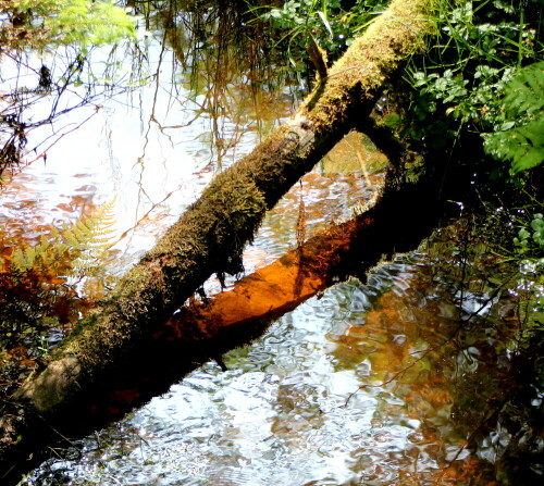 Das Rote Wasser ist reich an Huminsäure, daher die rote Farbe

Aufnameort: Rotes Wasser, Burgwald, 04.06.2014
Kamera: Canon EOS 600D 1/100; 5,6; 78,0mm; ISO 320