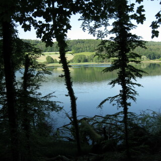 urwald-am-mindelsee-14823