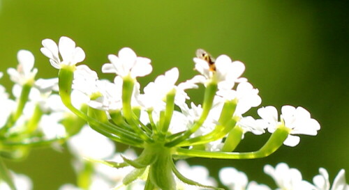 

Aufnameort: Marburg, An der Zahlbach, 07.06.2015
Kamera: Canon EOS 600D 1/160; 6,3; 100,0mm; ISO 100