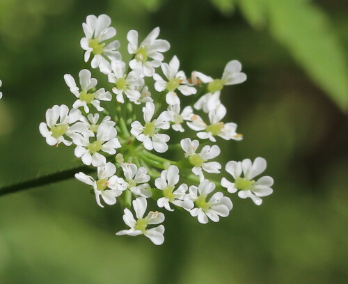 wiesen-kerbel-anthriscus-sylvestris-14156.jpeg