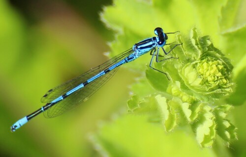 Blaue Hufeisen Azurjungfer


