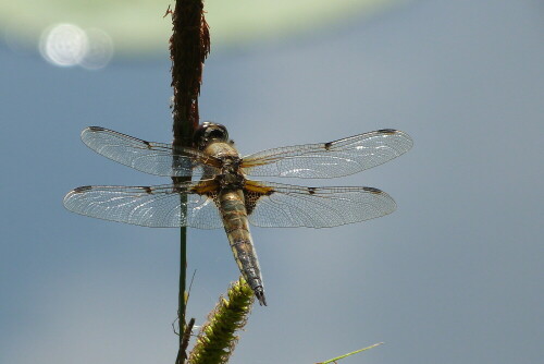 Diese Vierflecklibelle erwischte ich beim Sonnenbad.
Libellula quadrimaculata

Aufnameort: Egelsbach/Hessen
Kamera: Lumix FZ48