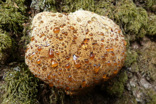 Diesen  rotrandigen Baumschwamm traf ich bei einer Wanderung an.
Nach 2 oder 3 Tagen waren die Tropfen verschwunden.

Aufnameort: Egelsbach/Hessen
Kamera: Lumix FZ48