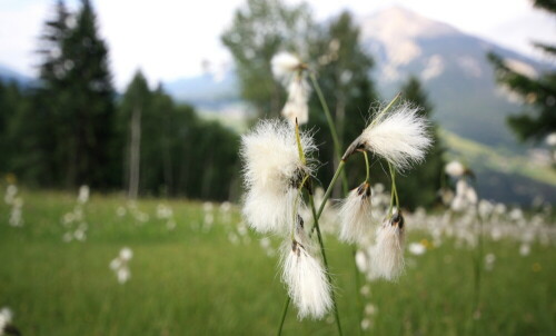 Fotografiert auf einer Wiese voller Wollgras

Aufnameort: Nähe Stierva / Schweiz
Kamera: Canon 450D