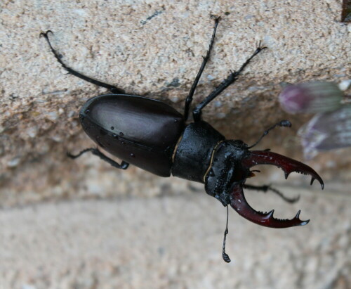 hirschkafer-mann-lucanus-cervus-14297.jpeg