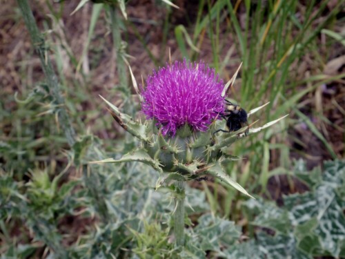 distel-mit-besucher-15758.jpeg