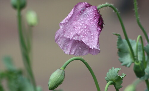 Aufnahme im Garten

Aufnameort: Lindenfels Odw.
Kamera: Canon 450D