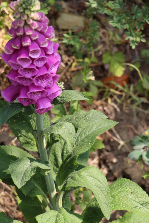 roter-fingerhut-digitalis-purpurea-l-14183.jpeg