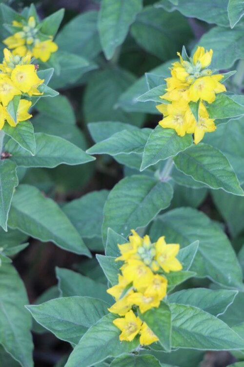 gepunkteter-gilbweiderich-lysimachia-punctata-l-14191.jpeg