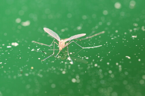 Stechmücke (Culex) treibt noch auf der Wasseroberfläche der Regentonne; man erkennt ihren Stechrüssel. Wenn ihr Chitinaußenskelett noch etwas besser ausgehärtet ist, wird sie losfliegen...

Aufnameort: Marburg, An der Zahlbach, 26.06.2015
Kamera: Canon EOS 600D 1/60; 4,0; 100,0mm; ISO 400